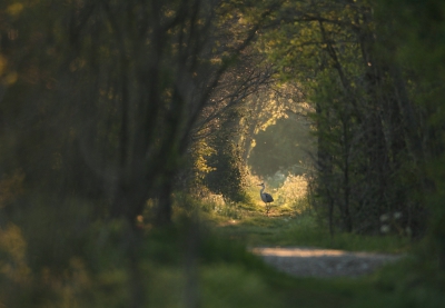 <i class='fa fa-user'></i>&nbsp;dick renes&nbsp;|   Blauwe Reiger&nbsp; <i class='fa fa-eye'>&nbsp;473</i> &nbsp;<i class='fa fa-thumbs-up'>&nbsp;18</i> &nbsp; <i class='fa fa-comment-o'>&nbsp;14</i>