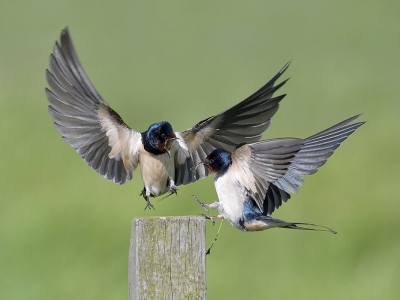 <i class='fa fa-user'></i>&nbsp;Lesley van Loo&nbsp;|   Boerenzwaluw&nbsp; <i class='fa fa-eye'>&nbsp;352</i> &nbsp;<i class='fa fa-thumbs-up'>&nbsp;5</i> &nbsp; <i class='fa fa-comment-o'>&nbsp;9</i>