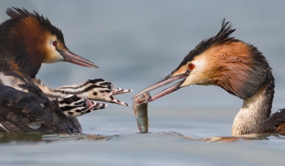 <i class='fa fa-user'></i>&nbsp;Eric van Roon&nbsp;|   Fuut&nbsp; <i class='fa fa-eye'>&nbsp;551</i> &nbsp;<i class='fa fa-thumbs-up'>&nbsp;15</i> &nbsp; <i class='fa fa-comment-o'>&nbsp;15</i>