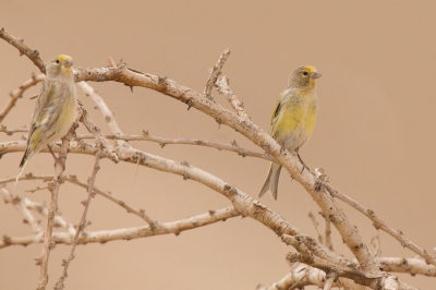 <i class='fa fa-user'></i>&nbsp;david&nbsp;|   Syrische Kanarie&nbsp; <i class='fa fa-eye'>&nbsp;282</i> &nbsp; <i class='fa fa-comment-o'>&nbsp;5</i>