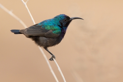 <i class='fa fa-user'></i>&nbsp;david&nbsp;|   Palestijnse Honingzuiger&nbsp; <i class='fa fa-eye'>&nbsp;315</i> &nbsp; <i class='fa fa-comment-o'>&nbsp;6</i>