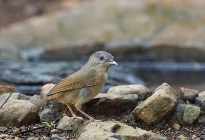 <i class='fa fa-user'></i>&nbsp;charlysax&nbsp;|   Bruinwangnontimalia&nbsp; <i class='fa fa-eye'>&nbsp;187</i> &nbsp;<i class='fa fa-thumbs-up'>&nbsp;1</i> &nbsp; <i class='fa fa-comment-o'>&nbsp;1</i>