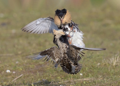 <i class='fa fa-user'></i>&nbsp;Henk Laverman&nbsp;|   Kemphaan&nbsp; <i class='fa fa-eye'>&nbsp;650</i> &nbsp;<i class='fa fa-thumbs-up'>&nbsp;15</i> &nbsp; <i class='fa fa-comment-o'>&nbsp;13</i>