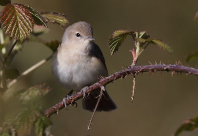 <i class='fa fa-user'></i>&nbsp;loek van de Leur&nbsp;|   Tuinfluiter&nbsp; <i class='fa fa-eye'>&nbsp;379</i> &nbsp;<i class='fa fa-thumbs-up'>&nbsp;1</i> &nbsp; <i class='fa fa-comment-o'>&nbsp;6</i>