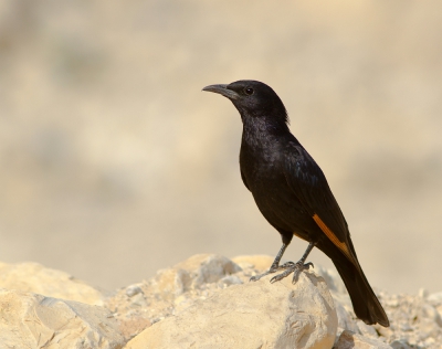 <i class='fa fa-user'></i>&nbsp;JHR&nbsp;|   Tristrams Spreeuw&nbsp; <i class='fa fa-eye'>&nbsp;284</i> &nbsp; <i class='fa fa-comment-o'>&nbsp;5</i>