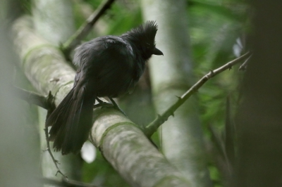 <i class='fa fa-user'></i>&nbsp;Martjan Lammertink&nbsp;|   Kuifmierklauwier&nbsp; <i class='fa fa-eye'>&nbsp;177</i> &nbsp; <i class='fa fa-comment-o'>&nbsp;4</i>