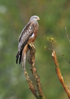 <i class='fa fa-user'></i>&nbsp;Gejo Wassink&nbsp;|   Rode Wouw&nbsp; <i class='fa fa-eye'>&nbsp;603</i> &nbsp;<i class='fa fa-thumbs-up'>&nbsp;11</i> &nbsp; <i class='fa fa-comment-o'>&nbsp;15</i>