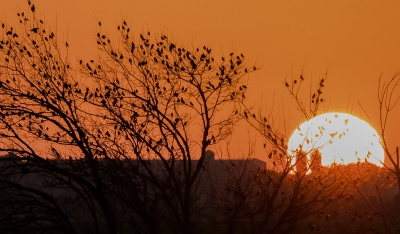 Honderden spreeuwen hadden bij het ondergaan van de zon hun slaapboom opgezocht.