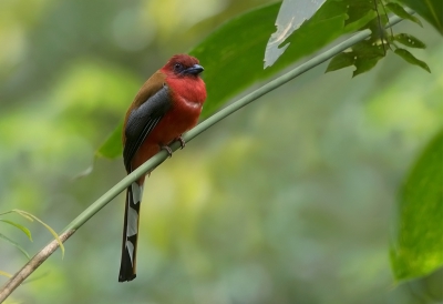 <i class='fa fa-user'></i>&nbsp;charlysax&nbsp;|   Roodkoptrogon&nbsp; <i class='fa fa-eye'>&nbsp;199</i> &nbsp;<i class='fa fa-thumbs-up'>&nbsp;5</i> &nbsp; <i class='fa fa-comment-o'>&nbsp;6</i>