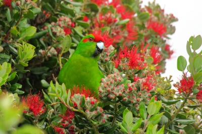 <i class='fa fa-user'></i>&nbsp;Ian Borwell&nbsp;|   Roodvoorhoofdkakariki&nbsp; <i class='fa fa-eye'>&nbsp;193</i> &nbsp; <i class='fa fa-comment-o'>&nbsp;4</i>