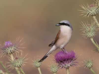 <i class='fa fa-user'></i>&nbsp;auk&nbsp;|   Grauwe Klauwier&nbsp; <i class='fa fa-eye'>&nbsp;488</i> &nbsp; <i class='fa fa-comment-o'>&nbsp;6</i>