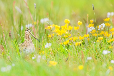 <i class='fa fa-user'></i>&nbsp;Marcel van Kammen&nbsp;|   Watersnip&nbsp; <i class='fa fa-eye'>&nbsp;421</i> &nbsp;<i class='fa fa-thumbs-up'>&nbsp;8</i> &nbsp; <i class='fa fa-comment-o'>&nbsp;12</i>