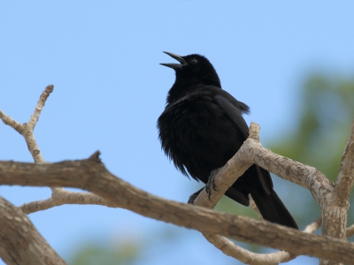 <i class='fa fa-user'></i>&nbsp;honderwa&nbsp;|   Rouwtroepiaal&nbsp; <i class='fa fa-eye'>&nbsp;153</i> &nbsp; <i class='fa fa-comment-o'>&nbsp;0</i>