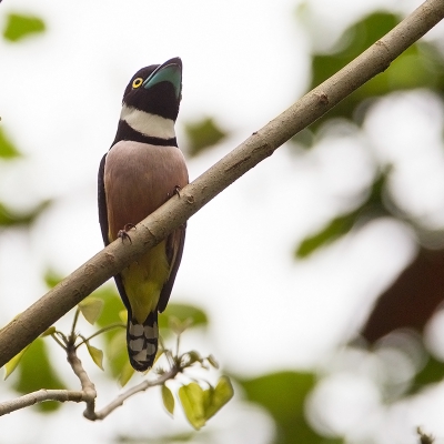 <i class='fa fa-user'></i>&nbsp;charlysax&nbsp;|   Zwart-gele Hapvogel&nbsp; <i class='fa fa-eye'>&nbsp;139</i> &nbsp; <i class='fa fa-comment-o'>&nbsp;1</i>