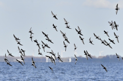 <i class='fa fa-user'></i>&nbsp;Martijn de Jonge&nbsp;|   Zwarte Stern&nbsp; <i class='fa fa-eye'>&nbsp;257</i> &nbsp; <i class='fa fa-comment-o'>&nbsp;4</i>