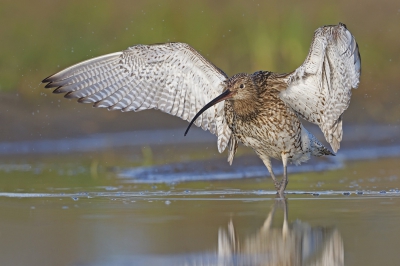 <i class='fa fa-user'></i>&nbsp;Johan G&nbsp;|   Wulp&nbsp; <i class='fa fa-eye'>&nbsp;410</i> &nbsp; <i class='fa fa-comment-o'>&nbsp;3</i>