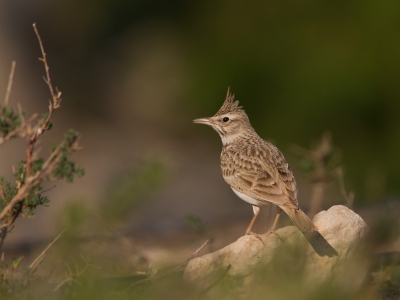 <i class='fa fa-user'></i>&nbsp;JHR&nbsp;|   Kuifleeuwerik&nbsp; <i class='fa fa-eye'>&nbsp;369</i> &nbsp; <i class='fa fa-comment-o'>&nbsp;3</i>