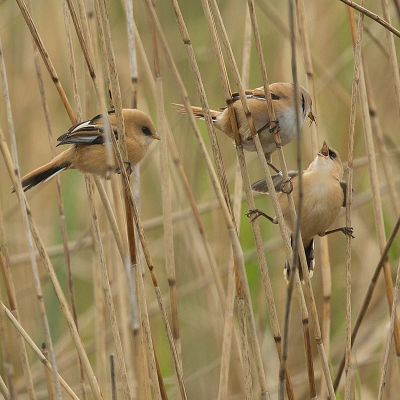 <i class='fa fa-user'></i>&nbsp;Annie Keizer&nbsp;|   Baardman&nbsp; <i class='fa fa-eye'>&nbsp;477</i> &nbsp;<i class='fa fa-thumbs-up'>&nbsp;3</i> &nbsp; <i class='fa fa-comment-o'>&nbsp;11</i>