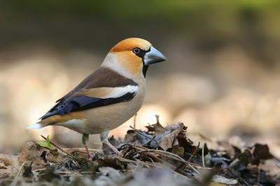 <i class='fa fa-user'></i>&nbsp;Frank Kremer&nbsp;|   Appelvink&nbsp; <i class='fa fa-eye'>&nbsp;569</i> &nbsp;<i class='fa fa-thumbs-up'>&nbsp;1</i> &nbsp; <i class='fa fa-comment-o'>&nbsp;10</i>