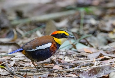 <i class='fa fa-user'></i>&nbsp;charlysax&nbsp;|   Maleise Blauwstaartpitta&nbsp; <i class='fa fa-eye'>&nbsp;282</i> &nbsp;<i class='fa fa-thumbs-up'>&nbsp;9</i> &nbsp; <i class='fa fa-comment-o'>&nbsp;9</i>