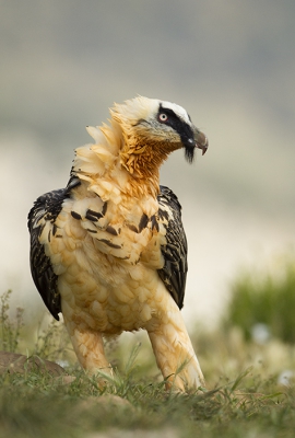 <i class='fa fa-user'></i>&nbsp;natuurflits&nbsp;|   Lammergier&nbsp; <i class='fa fa-eye'>&nbsp;328</i> &nbsp; <i class='fa fa-comment-o'>&nbsp;2</i>