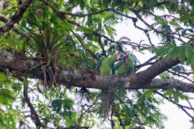 <i class='fa fa-user'></i>&nbsp;martin lok&nbsp;|   Buffons Ara&nbsp; <i class='fa fa-eye'>&nbsp;222</i> &nbsp; <i class='fa fa-comment-o'>&nbsp;1</i>