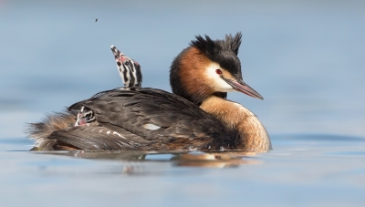 <i class='fa fa-user'></i>&nbsp;Eric van Roon&nbsp;|   Fuut&nbsp; <i class='fa fa-eye'>&nbsp;539</i> &nbsp;<i class='fa fa-thumbs-up'>&nbsp;14</i> &nbsp; <i class='fa fa-comment-o'>&nbsp;8</i>