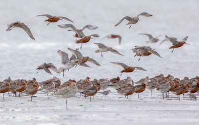 <i class='fa fa-user'></i>&nbsp;ep&nbsp;|   Rosse Grutto&nbsp; <i class='fa fa-eye'>&nbsp;333</i> &nbsp;<i class='fa fa-thumbs-up'>&nbsp;4</i> &nbsp; <i class='fa fa-comment-o'>&nbsp;7</i>