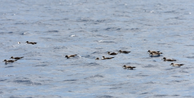 <i class='fa fa-user'></i>&nbsp;leo snellink&nbsp;|   Kuhls Pijlstormvogel&nbsp; <i class='fa fa-eye'>&nbsp;273</i> &nbsp; <i class='fa fa-comment-o'>&nbsp;2</i>