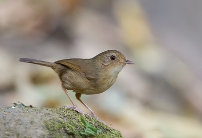 <i class='fa fa-user'></i>&nbsp;charlysax&nbsp;|   Tickells Jungletimalia&nbsp; <i class='fa fa-eye'>&nbsp;213</i> &nbsp;<i class='fa fa-thumbs-up'>&nbsp;2</i> &nbsp; <i class='fa fa-comment-o'>&nbsp;4</i>