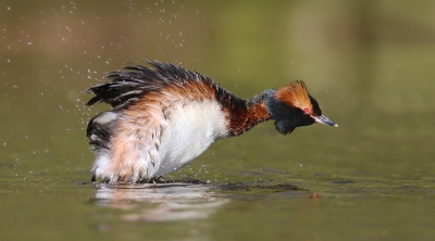 <i class='fa fa-user'></i>&nbsp;thijsglastra&nbsp;|   Kuifduiker&nbsp; <i class='fa fa-eye'>&nbsp;607</i> &nbsp;<i class='fa fa-thumbs-up'>&nbsp;15</i> &nbsp; <i class='fa fa-comment-o'>&nbsp;18</i>