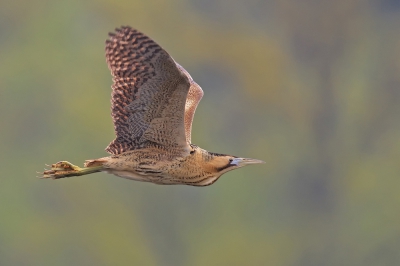 <i class='fa fa-user'></i>&nbsp;Johan G&nbsp;|   Roerdomp&nbsp; <i class='fa fa-eye'>&nbsp;699</i> &nbsp;<i class='fa fa-thumbs-up'>&nbsp;21</i> &nbsp; <i class='fa fa-comment-o'>&nbsp;14</i>