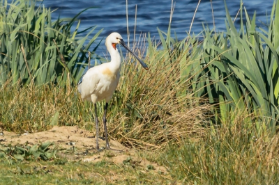 Natuurgebiedje aan de rand van Steenwijk met broedende aalscholvers, zilver reigers en lepelaars. Was voor mij de eerste keer dat ik een lepelaar zag.