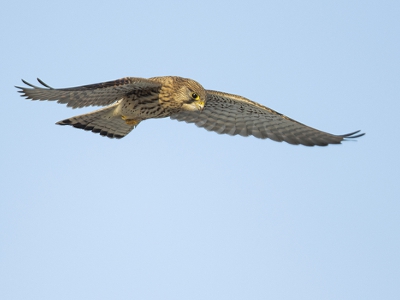 Deze torenvalk was aan het jagen en bleef vlak boven mij bidden. Een karakteristieke houding die ik mooi kon vastleggen.