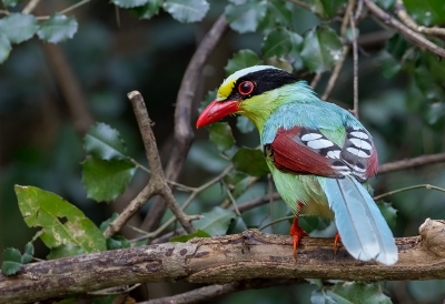 <i class='fa fa-user'></i>&nbsp;charlysax&nbsp;|   Groene Kitta&nbsp; <i class='fa fa-eye'>&nbsp;264</i> &nbsp;<i class='fa fa-thumbs-up'>&nbsp;5</i> &nbsp; <i class='fa fa-comment-o'>&nbsp;9</i>