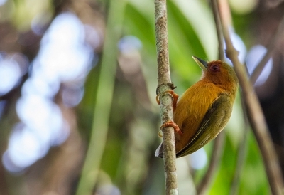 <i class='fa fa-user'></i>&nbsp;charlysax&nbsp;|   Maleise Dwergspecht&nbsp; <i class='fa fa-eye'>&nbsp;191</i> &nbsp; <i class='fa fa-comment-o'>&nbsp;2</i>