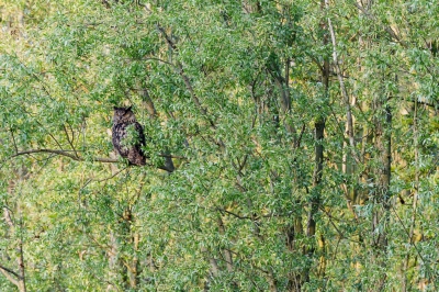 Mooi weer, wat wind, veel mensen en een Ooehoe in het Oostvaardersveld nabij de kleine Praambult. Ik plaats de foto, omdat het een unieke vogel is, erg stocijns in zijn gedrag; kan niet schelen hoeveel mensen mij fotograferen.