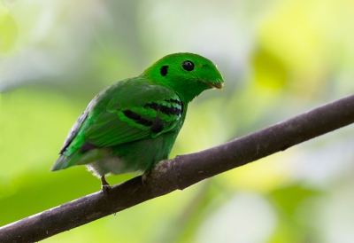 <i class='fa fa-user'></i>&nbsp;charlysax&nbsp;|   Kleine Smaragdbreedbek&nbsp; <i class='fa fa-eye'>&nbsp;288</i> &nbsp;<i class='fa fa-thumbs-up'>&nbsp;4</i> &nbsp; <i class='fa fa-comment-o'>&nbsp;8</i>