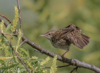 <i class='fa fa-user'></i>&nbsp;Rob wijn&nbsp;|   Sprinkhaanzanger&nbsp; <i class='fa fa-eye'>&nbsp;324</i> &nbsp; <i class='fa fa-comment-o'>&nbsp;8</i>