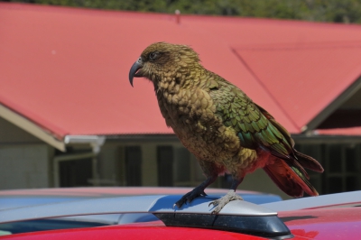 <i class='fa fa-user'></i>&nbsp;Ian Borwell&nbsp;|   Kea&nbsp; <i class='fa fa-eye'>&nbsp;296</i> &nbsp; <i class='fa fa-comment-o'>&nbsp;3</i>