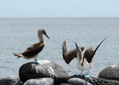 <i class='fa fa-user'></i>&nbsp;ko katsman&nbsp;|   Blauwvoetgent&nbsp; <i class='fa fa-eye'>&nbsp;230</i> &nbsp; <i class='fa fa-comment-o'>&nbsp;2</i>