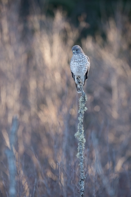 <i class='fa fa-user'></i>&nbsp;jan Luit&nbsp;|   Breedvleugelbuizerd&nbsp; <i class='fa fa-eye'>&nbsp;425</i> &nbsp;<i class='fa fa-thumbs-up'>&nbsp;5</i> &nbsp; <i class='fa fa-comment-o'>&nbsp;7</i>