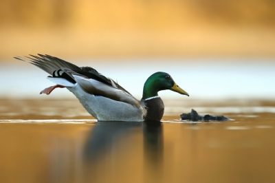 <i class='fa fa-user'></i>&nbsp;Frank Kremer&nbsp;|   Wilde Eend&nbsp; <i class='fa fa-eye'>&nbsp;434</i> &nbsp;<i class='fa fa-thumbs-up'>&nbsp;9</i> &nbsp; <i class='fa fa-comment-o'>&nbsp;15</i>