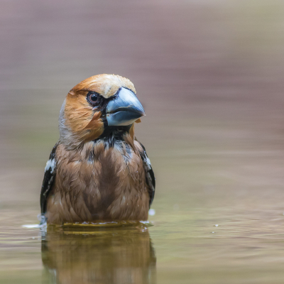 Appelvink heeft een bad genomen. Leuke chagrijnig heeft hij.