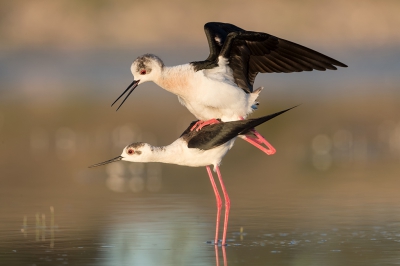 <i class='fa fa-user'></i>&nbsp;Eric van Roon&nbsp;|   Steltkluut&nbsp; <i class='fa fa-eye'>&nbsp;542</i> &nbsp;<i class='fa fa-thumbs-up'>&nbsp;21</i> &nbsp; <i class='fa fa-comment-o'>&nbsp;17</i>