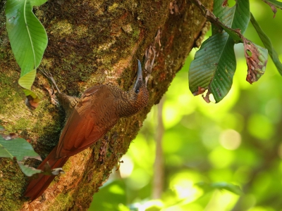 <i class='fa fa-user'></i>&nbsp;honderwa&nbsp;|   Noordelijke Gebandeerde Muisspecht&nbsp; <i class='fa fa-eye'>&nbsp;239</i> &nbsp; <i class='fa fa-comment-o'>&nbsp;2</i>