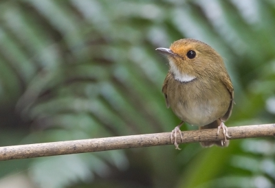 <i class='fa fa-user'></i>&nbsp;charlysax&nbsp;|   Roodteugelvliegenvanger&nbsp; <i class='fa fa-eye'>&nbsp;222</i> &nbsp; <i class='fa fa-comment-o'>&nbsp;2</i>