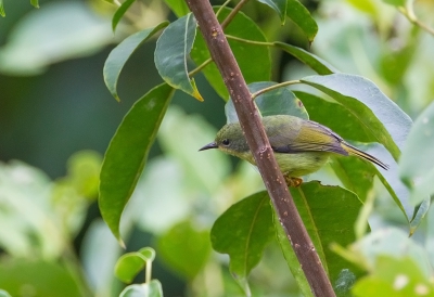 <i class='fa fa-user'></i>&nbsp;charlysax&nbsp;|   Roodwanghoningzuiger&nbsp; <i class='fa fa-eye'>&nbsp;194</i> &nbsp; <i class='fa fa-comment-o'>&nbsp;4</i>