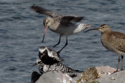 Het was druk op dit dammetje, er zaten meer dan 10 verschillende soorten vogels op. Dit vrouwtje Rosse Grutto vond het kennelijk moeilijk om een vrij plekje te vinden en landde bovenop een mannetje Zilverplevier. Die luidkeels protesteerde. De Regenwulp kijkt onbewogen toe.