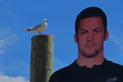 <i class='fa fa-user'></i>&nbsp;Ian Borwell&nbsp;|   Zwartsnavelmeeuw&nbsp; <i class='fa fa-eye'>&nbsp;407</i> &nbsp;<i class='fa fa-thumbs-up'>&nbsp;1</i> &nbsp; <i class='fa fa-comment-o'>&nbsp;4</i>